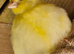 Male Fife Canaries for sale