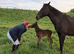 Tb 5 year old gelding ror