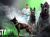 Working Line GSD Puppies KC Registered