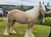 Beautiful 4 yr old palomino 14.2 cob stallion