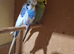 Pied helicopter