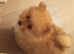 Fluffy