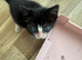 RESCUE KITTEN IN NEED OF LOVING HOME