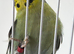 YELLOWFACED lime green cock bird ring number 36 Red ring 2024 bred