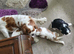 Cavalier king charles spaniel puppy - blenheim