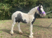 Lilly filly foal 6 months old