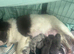 Dwkc fluffy French bulldogs