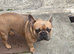 16 month french bulldog