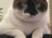 2 lovely cats for sale