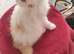 Cute kittens