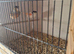 For sale caneries