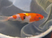High grade koi carp 6-8inches £12.50 -£25