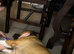Staffy Family Dog