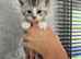 BOY Mainecoon cross kitten