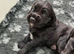 K C registered cocker spaniels for sale