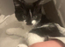 Last two kittens boy and girl