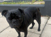 Pug