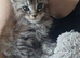 BEAUTIFUL MAINE COON KITTENS - LOOKING FOR THEIR FOREVER HOMES!