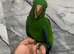 Friendly Baby HandReared Super Tame Cuddly Eclectus Parrot,27