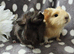 Gorgeous baby boar pair