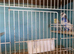 2 pair of budgies with cages