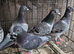 Racing pigeons for sale