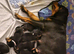 ROTTWEILER PUPPIES