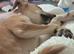 Daisy needs a new home