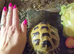 Almost 6 year old tortoise with full setup