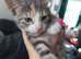 Litter of 5 beautiful playful kittens