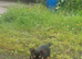 Jack Russel Puppies