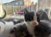 Beautiful fluffy mixed kittens