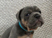 Old Tyme English Bulldogge puppies