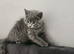 British shorthair girls