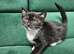 ( 1left )Kittens Available