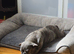 Beautiful ugly French bulldog female
