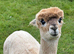 3 Yearling Pet Boy Alpacas