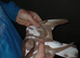 Chocolate Melueman Racing Pigeons RPRA Rung 3