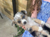 Chihuahua puppies for sale