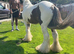 Red and white ride and drive gelding