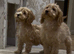 Gorgeous F1 Cockapoo Puppies READY NOW