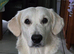 Beautiful golden retriever female