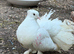 BREEDING PAIR FOR SALE