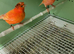 Canaries for sale