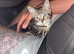 9week old male kitten