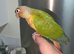Hand Reared Silly Tame Green Cheek Conures