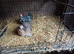 A Pair of 10 week old Pekiin bantams