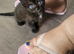 Ragdoll baby cat 11 weeks