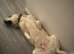 Lovely 11 month old pul