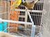 Raza canary&rsquo;s